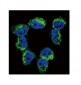 BDNF Antibody (CT)